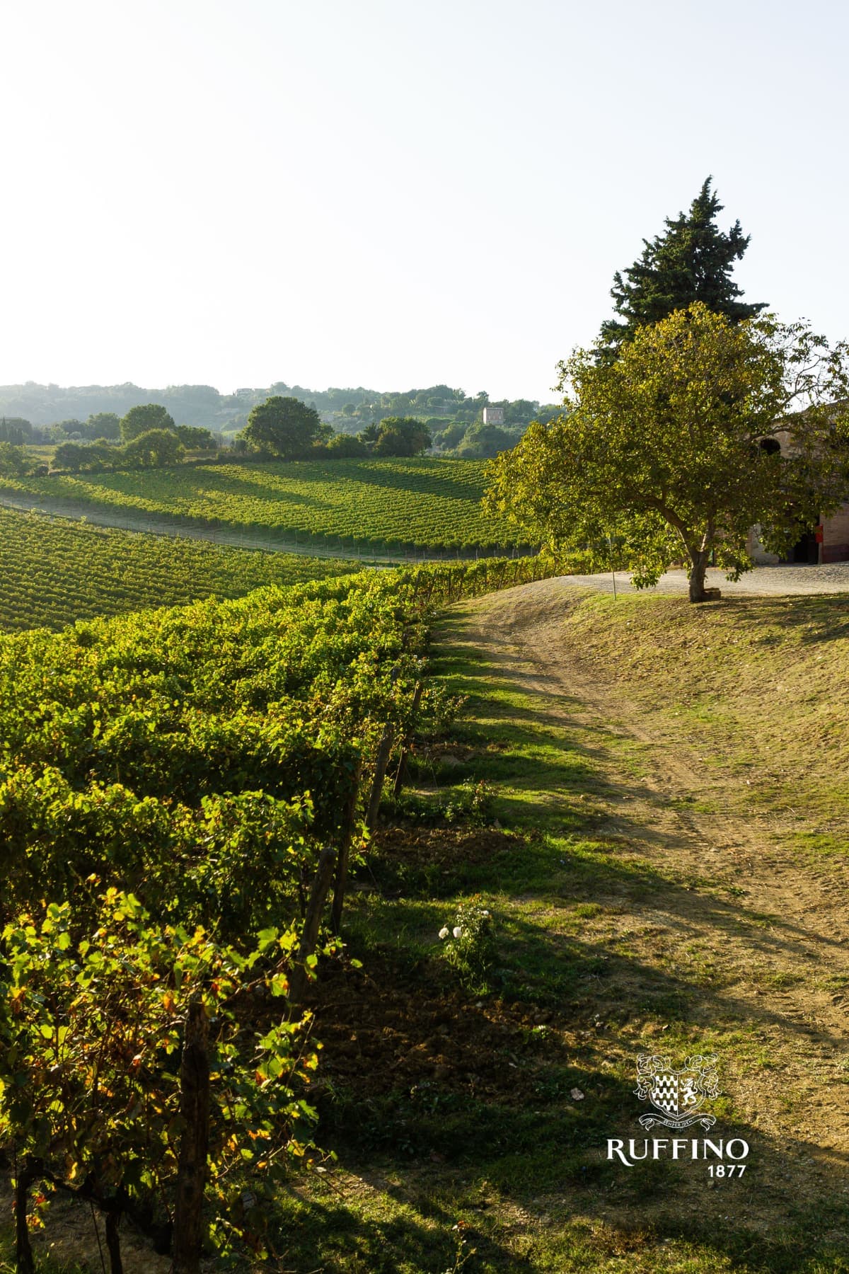 Ruffino Wine Dinner at Luca 3