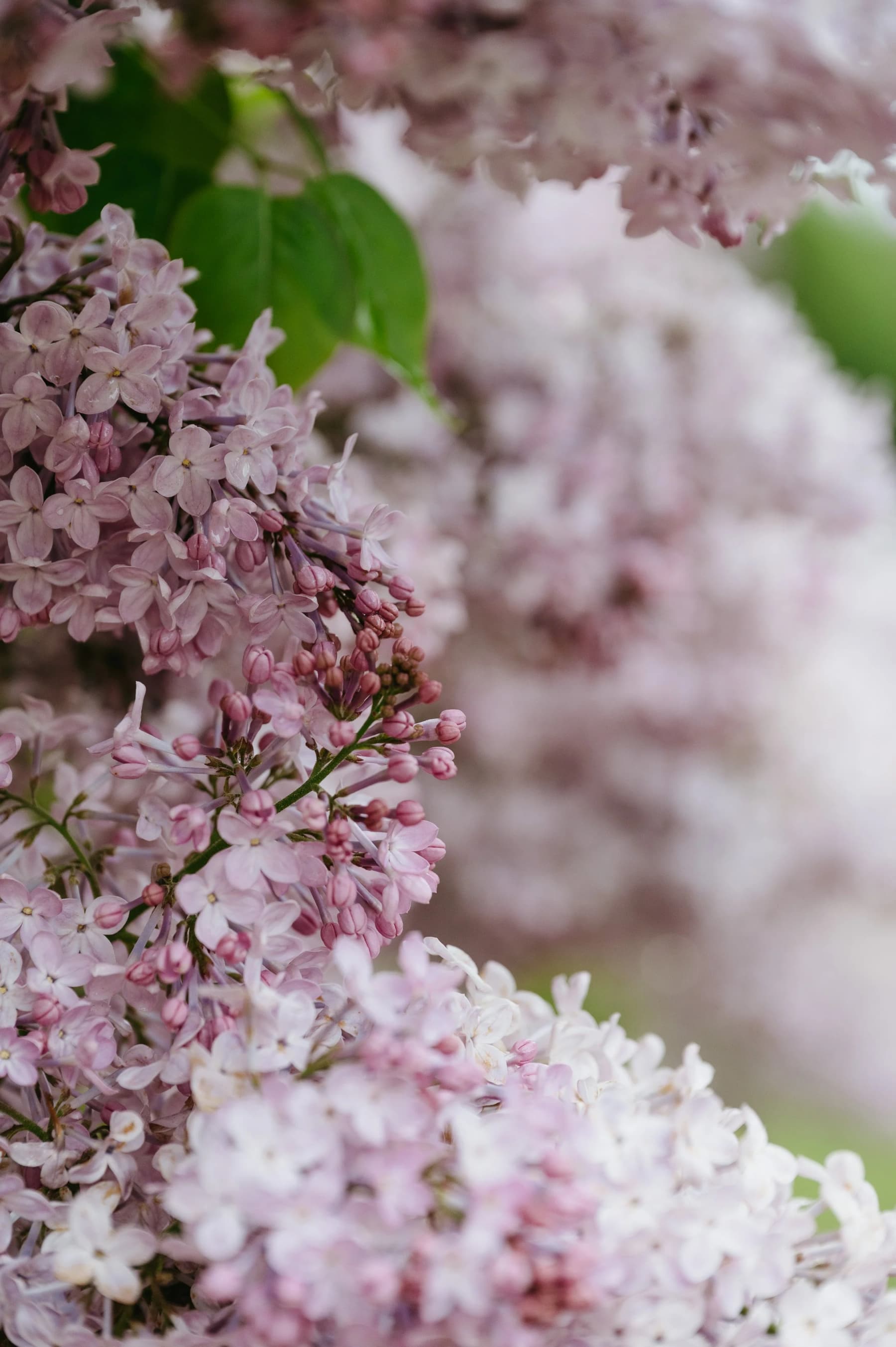 The Lilac Retreat - Culinary & Wellness Weekend