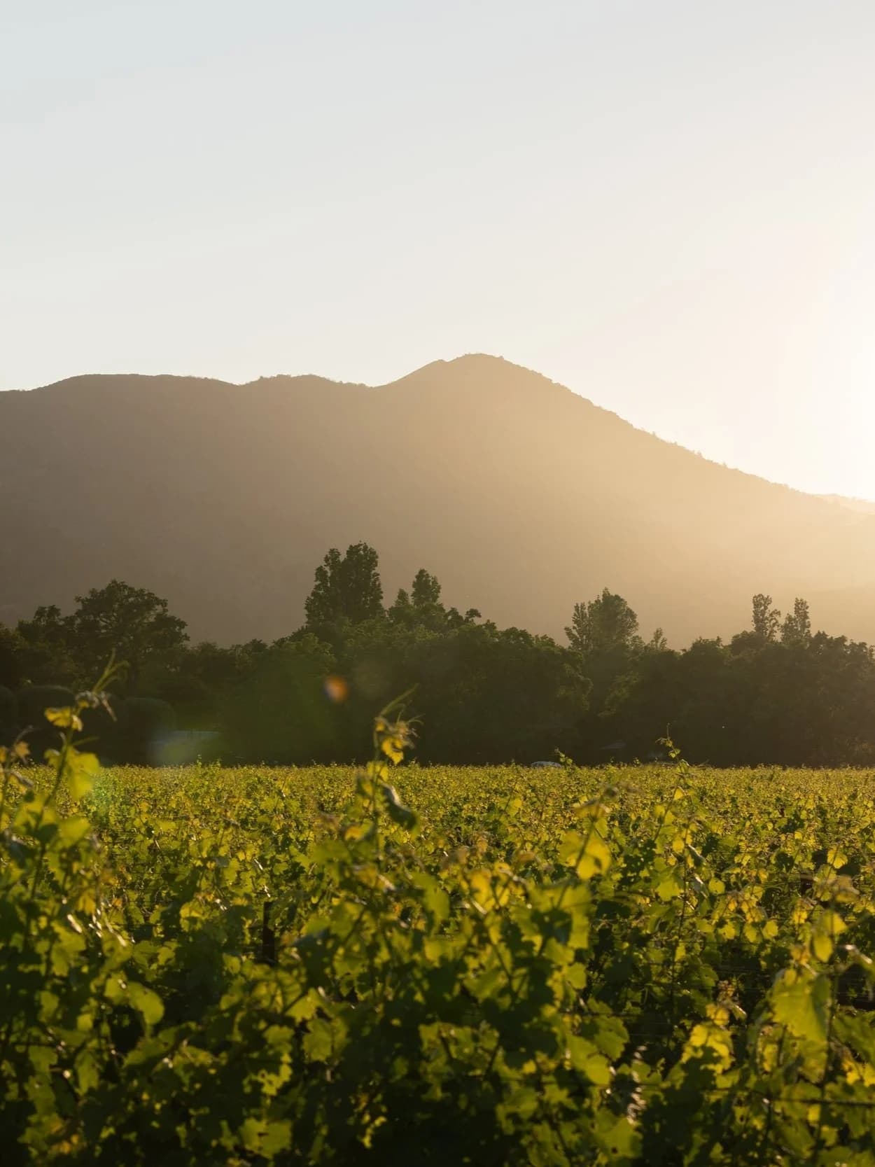 Taste of To Kalon, Napa Wine Dinner 3
