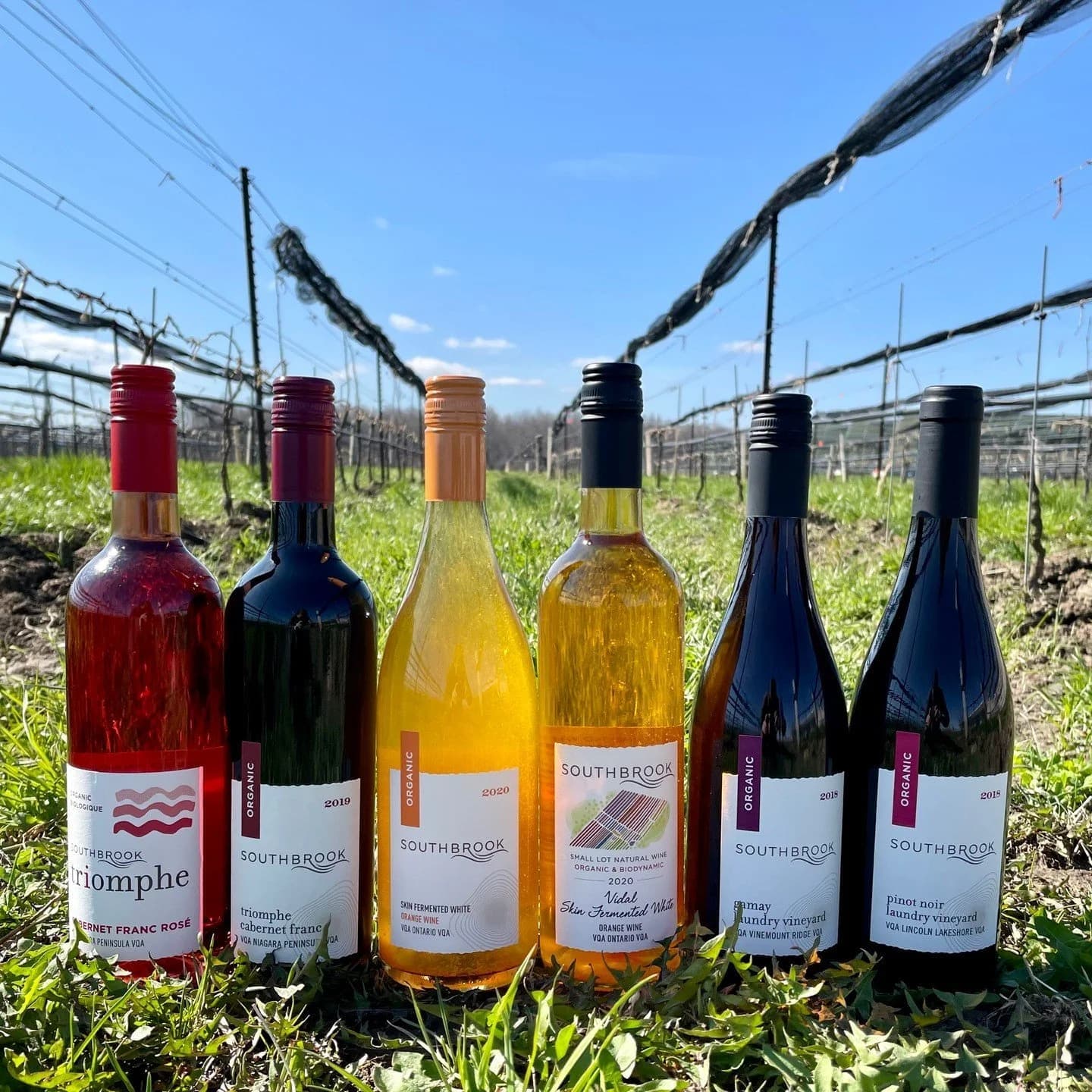 First Sips of Spring with Southbrook 2